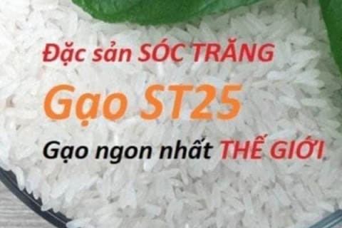 Tìm hiểu về gạo ST25 - Gạo Ông Cua